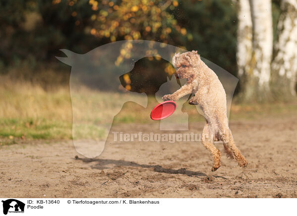 Pudel / Poodle / KB-13640
