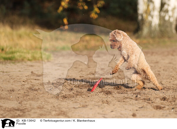 Pudel / Poodle / KB-13642
