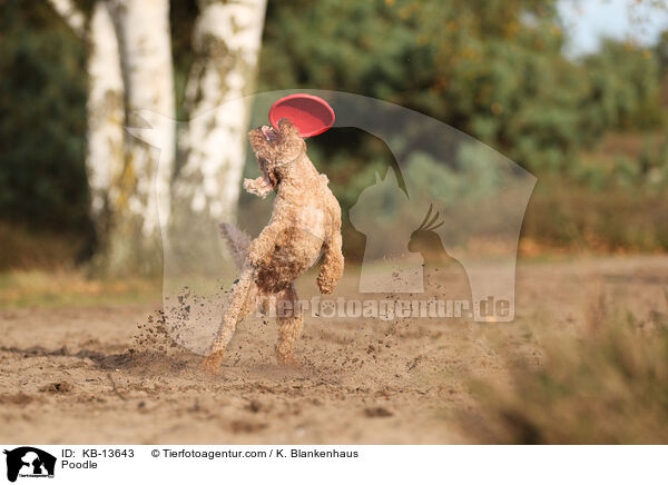 Poodle / KB-13643