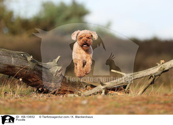 Pudel / Poodle / KB-13652