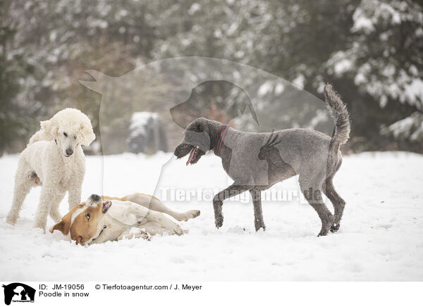 Poodle in snow / JM-19056