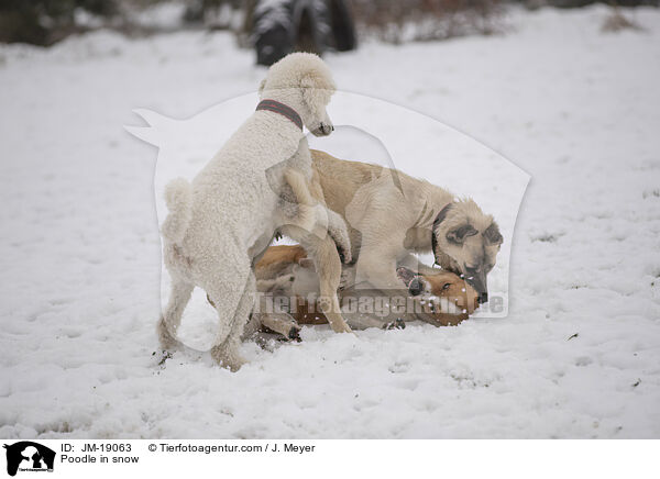 Pudel im Schnee / Poodle in snow / JM-19063