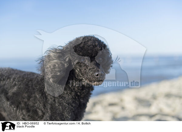 black Poodle / HBO-06952