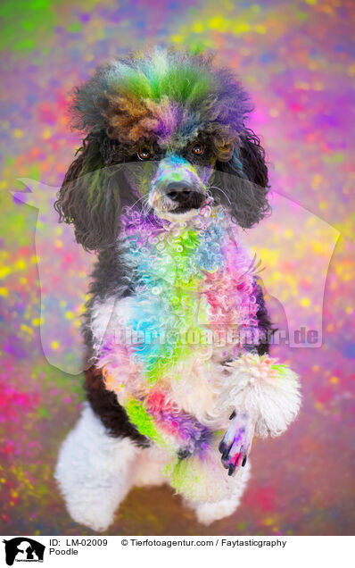 Pudel / Poodle / LM-02009