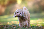 walking Poodle