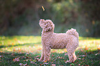Poodle