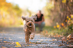 running Poodle