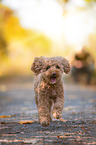 running Poodle