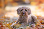 lying Poodle