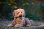 lying Poodle