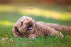 lying Poodle