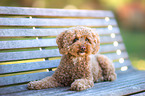 lying Poodle
