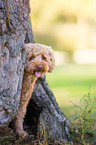 Poodle