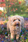 Poodle