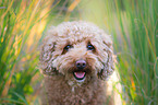 Poodle Portrait