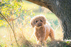 Poodle