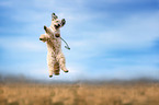 playing Poodle