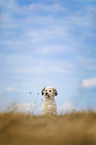 sitting Poodle