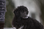 Poodle Puppy