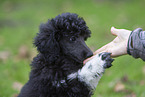 Poodle Puppy