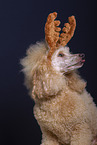 Royal Standard Poodle in studio