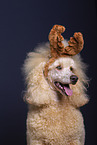 Royal Standard Poodle in studio