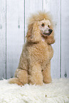 Royal Standard Poodle in studio