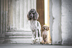 2 Poodle