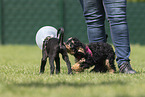 Poodle Puppy