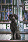 female Poodle