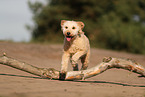 Poodle
