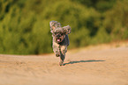 Poodle