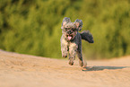 Poodle