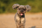 Poodle