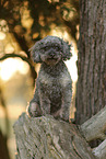 Poodle