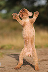 Poodle