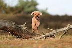 Poodle