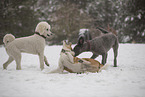 Poodle in snow