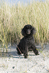 black Poodle