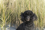 black Poodle