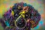 Poodle