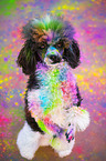 Poodle