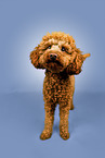 poodle