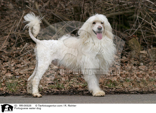 Portuguese water dog / RR-06926