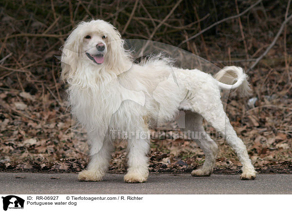Portugiesischer Wasserhund / Portuguese water dog / RR-06927
