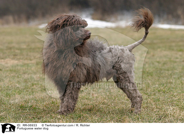 Portugiesischer Wasserhund / Portuguese water dog / RR-06933