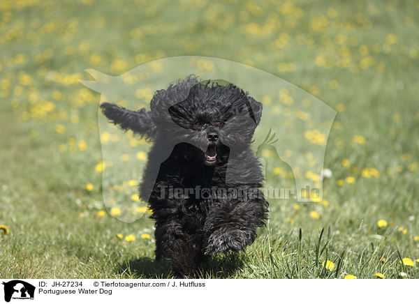 rennender Portugiesischer Wasserhund / Portuguese Water Dog / JH-27234
