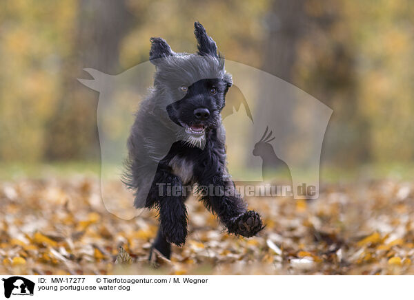 young portuguese water dog / MW-17277