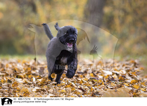 young portuguese water dog / MW-17279