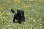 Portuguese Water Dog